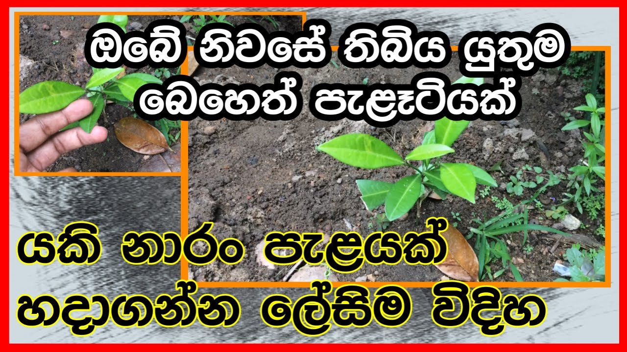 යකි නාරං පැලයක් ලේසියෙන්ම ඔබේ  ගෙවත්තේ සාදාගන්නා විදිහ | බොහෝම වටිනා ඔසුවක්