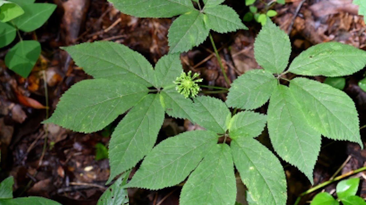 How to Identify Ginseng Plants|Central State University Extension