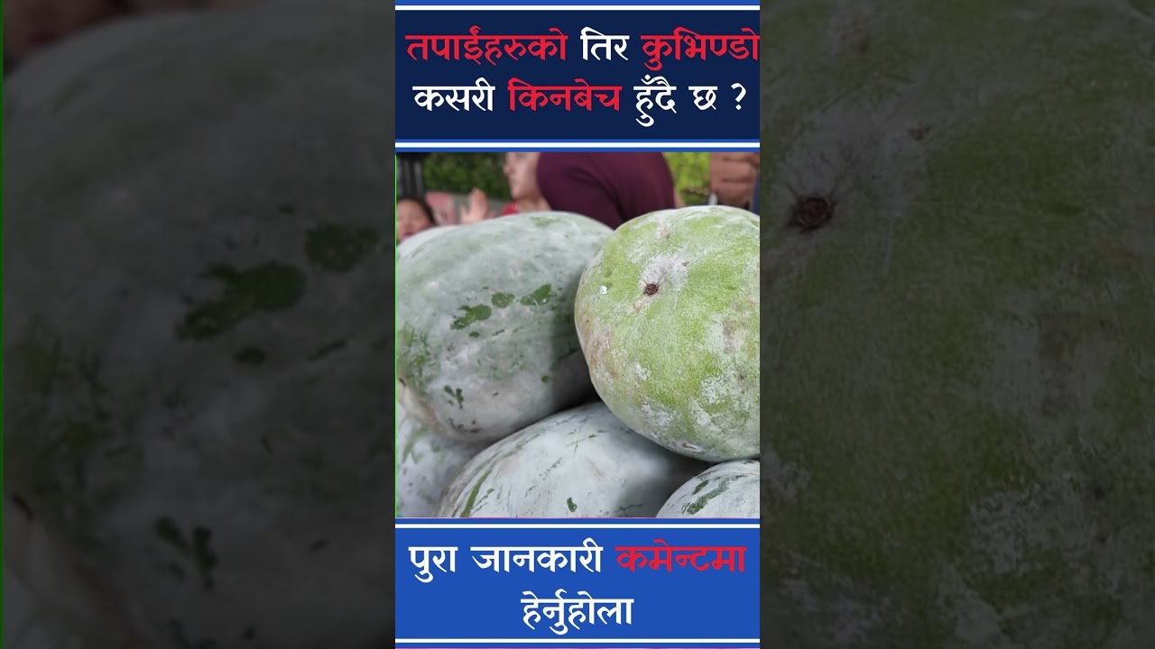 तपाईंहरुको तिर कुभिण्डो कसरी किनबेच हुँदै छ ? #krishisuchana #krishinews #agriculture