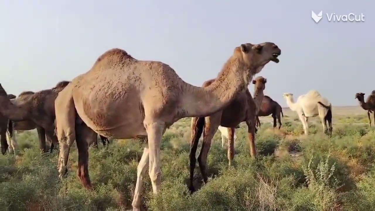 باعر في ناحية المجر العدل 2025\11\11