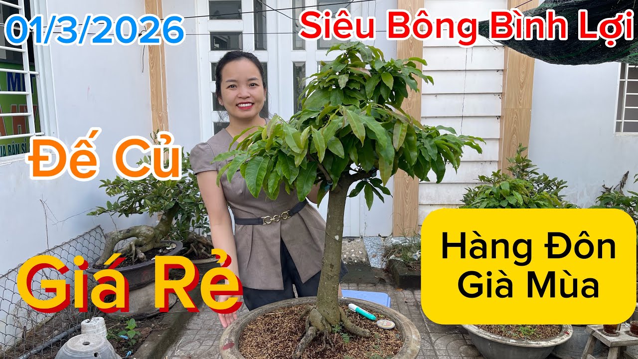 [01/3/2026] Siêu Bông Bình Lợi, Hàng Đôn Già Mùa, Giá Rẻ ☎️Thuý 0982223575
