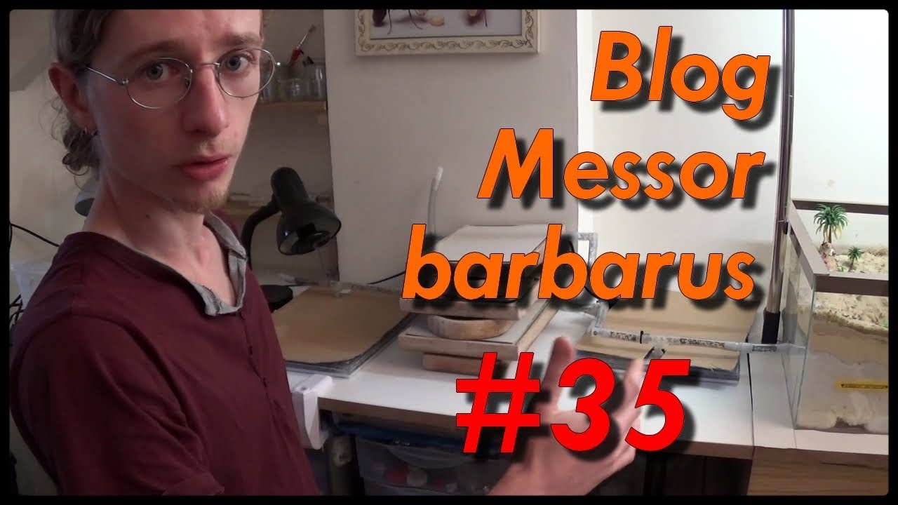 Blog Messor barbarus #35 - Un beau couvain !