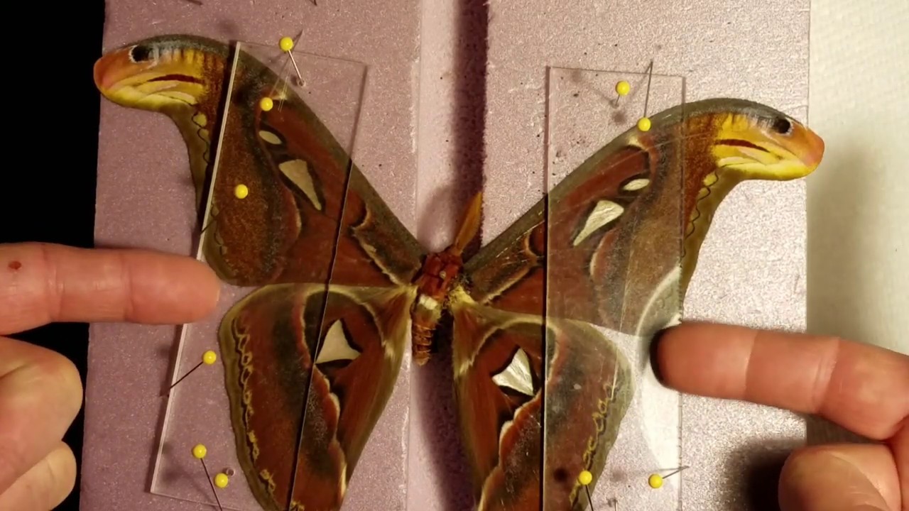 Mounting a HUGE moth.
