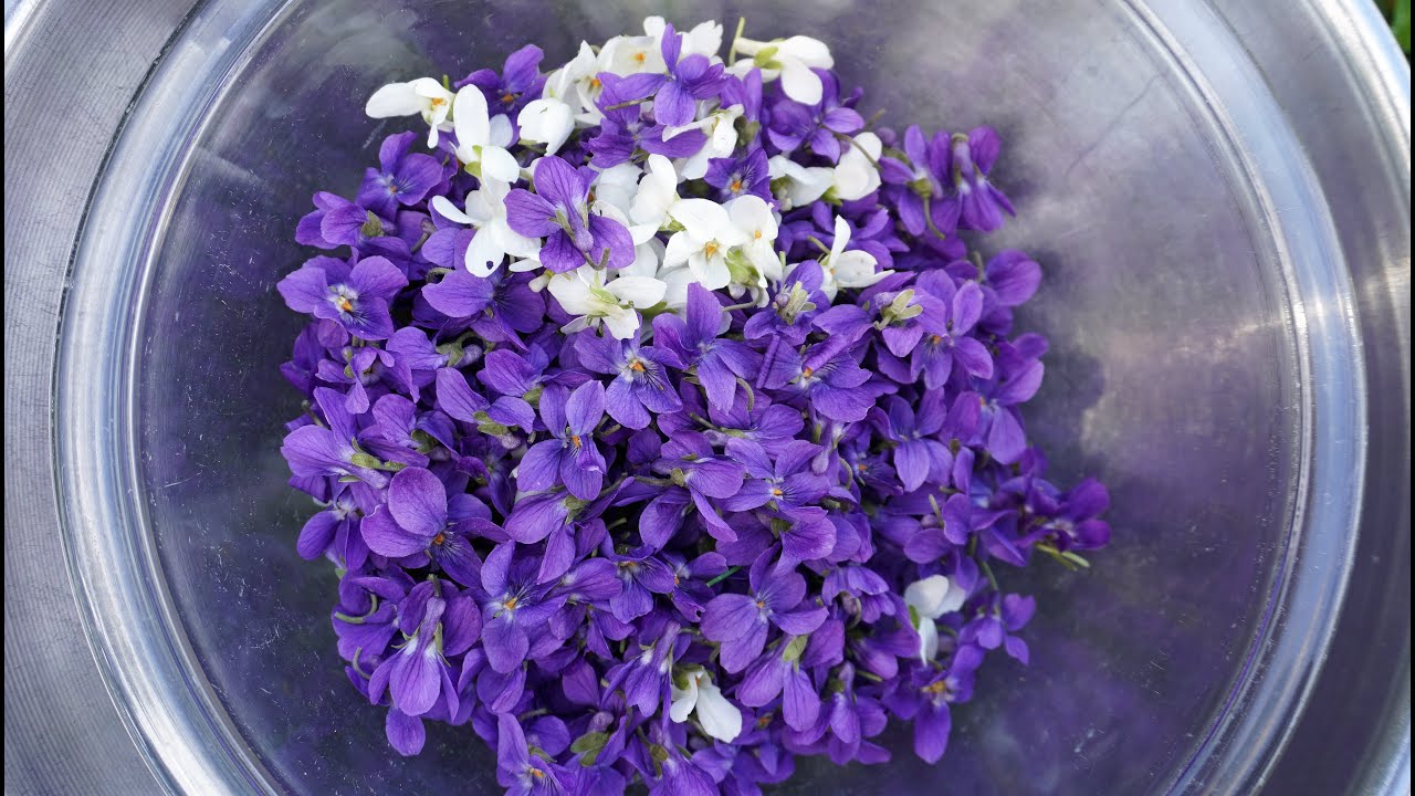 Foraging the Yard: Wild Violet Syrup and Tincture