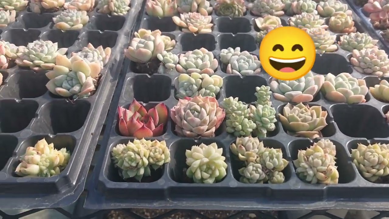 ✨癒し✨福岡県糸島市『糸島多肉Ｌａｂ』😆❤️💕🍀🌿初めて撮影訪問致しました🤗❤️💕🔔✨🎁✨💝ゆっくり楽しまれて下さいね🙏🙏💐🍀