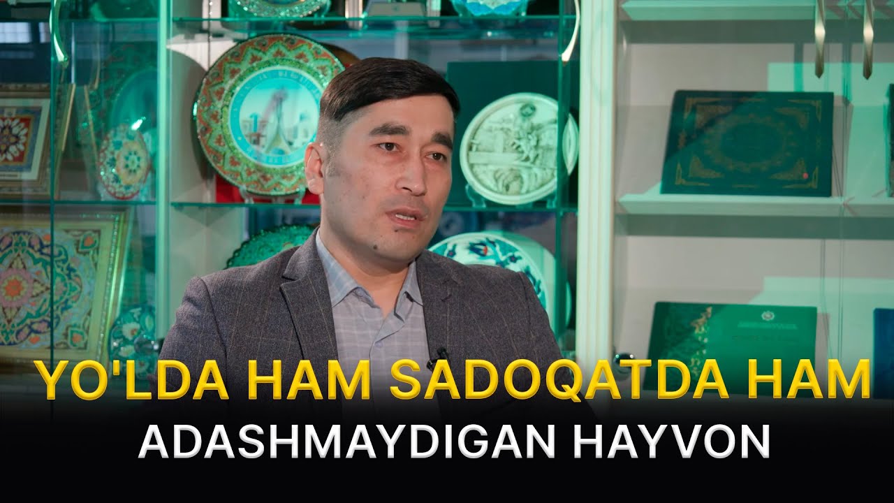 Yo'lda ham sadoqatda ham adashmaydigan hayvon I Afsona va haqiqat (16.01.2026)