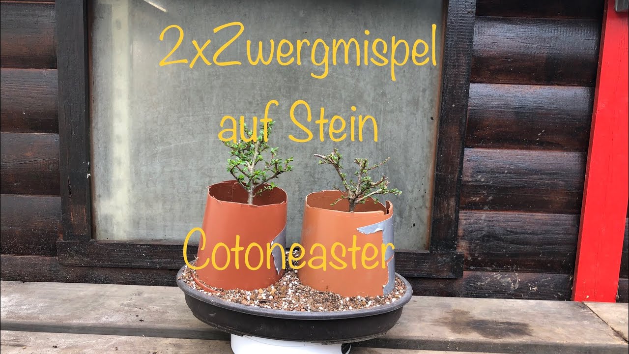 Zwergmispel (Cotoneaster )Bonsai Erstgestaltung /Bonsai oder Kleinholz 2023-21