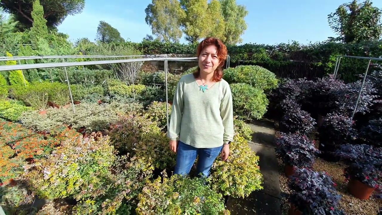 Come curare l'ABELIA