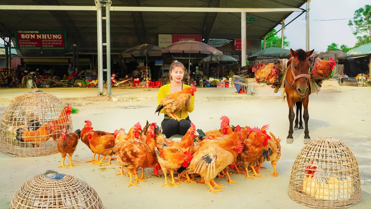 Harvest Many Chickens and Use a Horse to Carry Them to Market - Efficient Transport - Farm Life