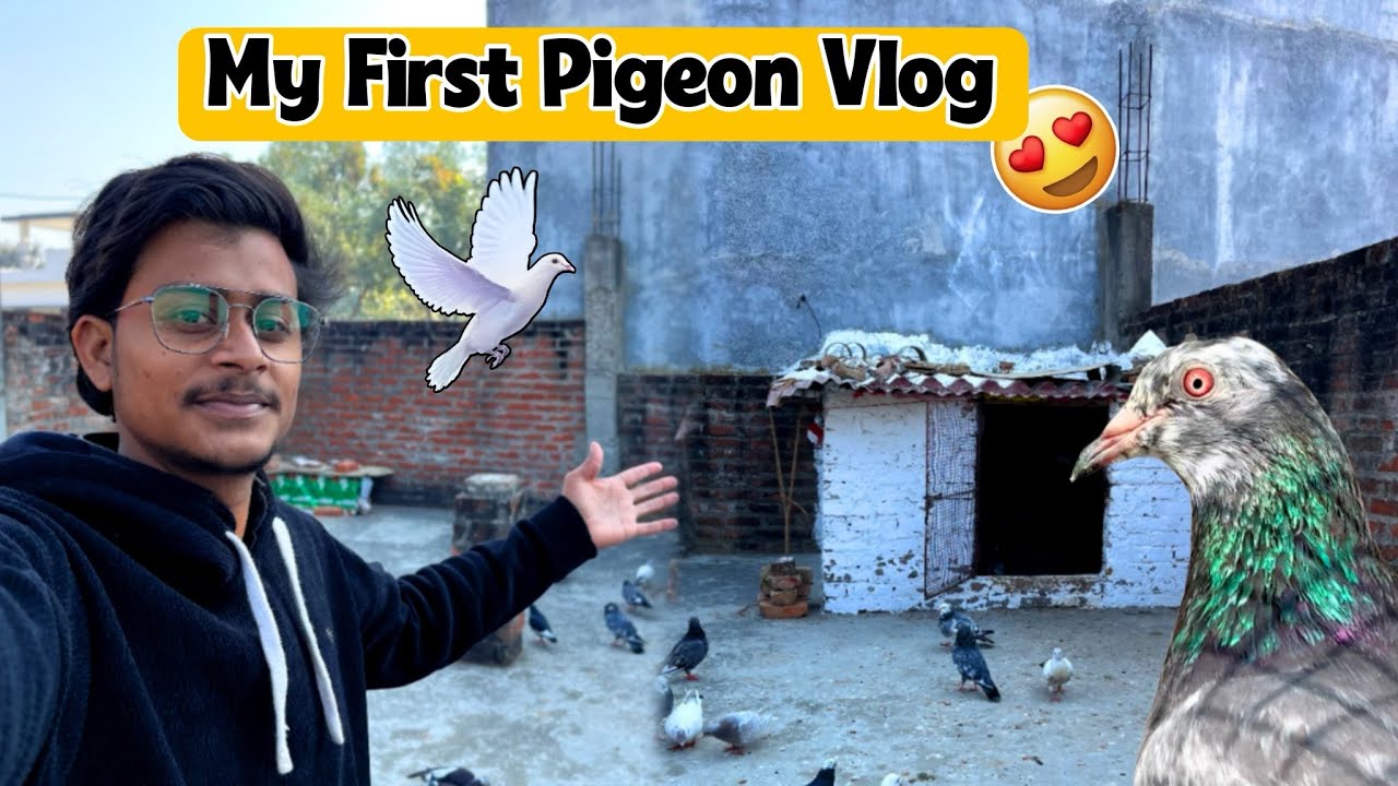 Aye Apne 🕊️Kabutro Ka 👀SHOK karatey है 🥰