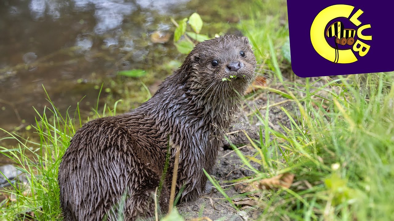 Flinke Jäger: Das musst du über Otter wissen | Tigerenten Club