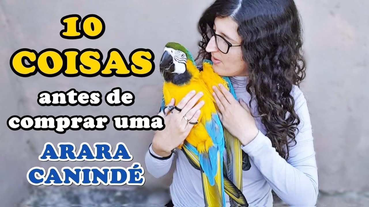 10 COISAS QUE VOCÊ PRECISA SABER ANTES DE TER UMA ARARA CANINDÉ - UDP