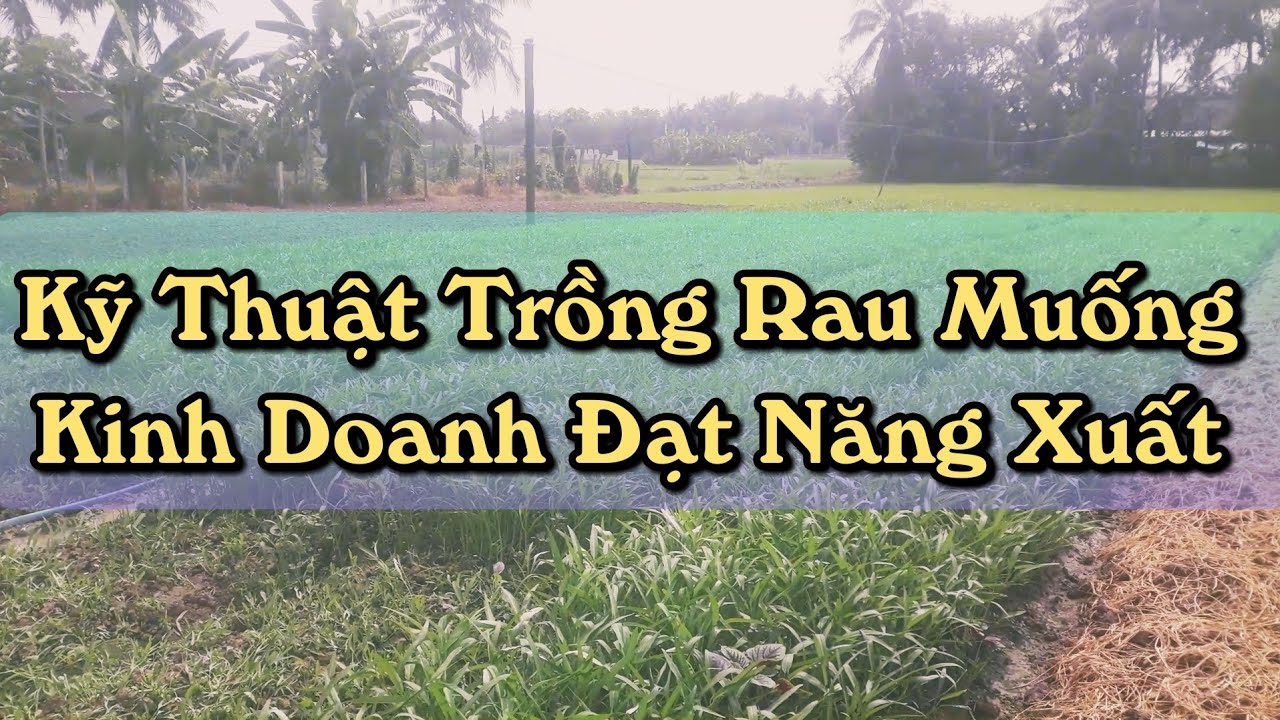hướng dẫn kỹ thuật trồng rau muống nhật đạt năng xuất
