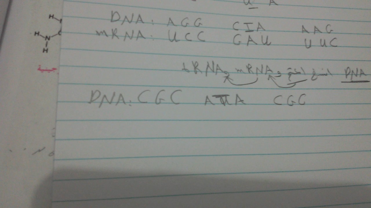 تتابع القواعد النتروجينيه(نسخ DNA,RNA)