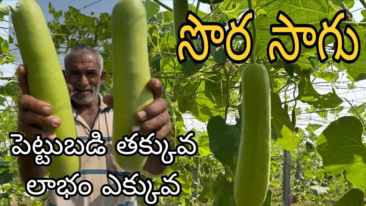 మా సొర్రకాయ సాగు 🌿| మా అనుభవం | Farming Vlog| Bottle Gourd Farming Telugu #farming #sorakaya 