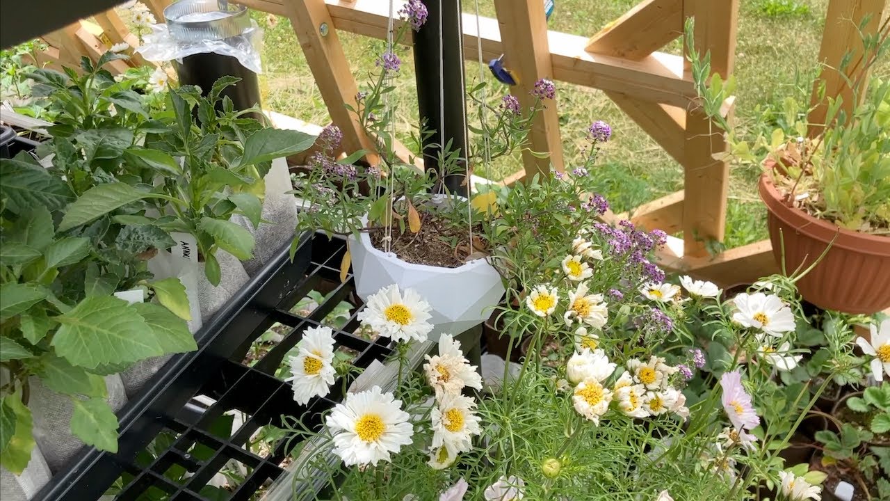 Vertical Garden built for Climate Change. What's growing on? Hard lessons of a small grower.