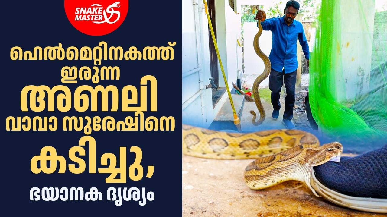 കൂറ്റൻ അണലി വാവാ സുരേഷിനെ കടിച്ചു | Vava Suresh Bitten by Giant Viper | Snakemaster 1160