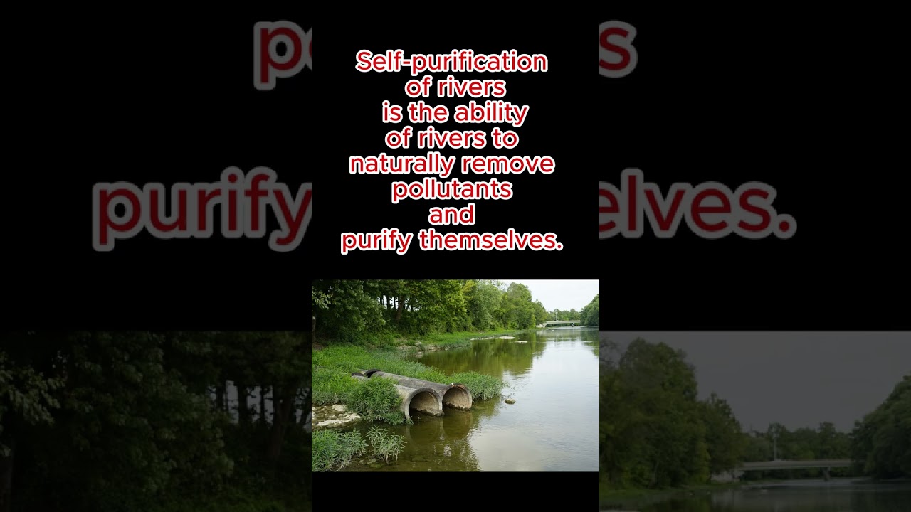 What do you mean by self purification of rivers or strems?