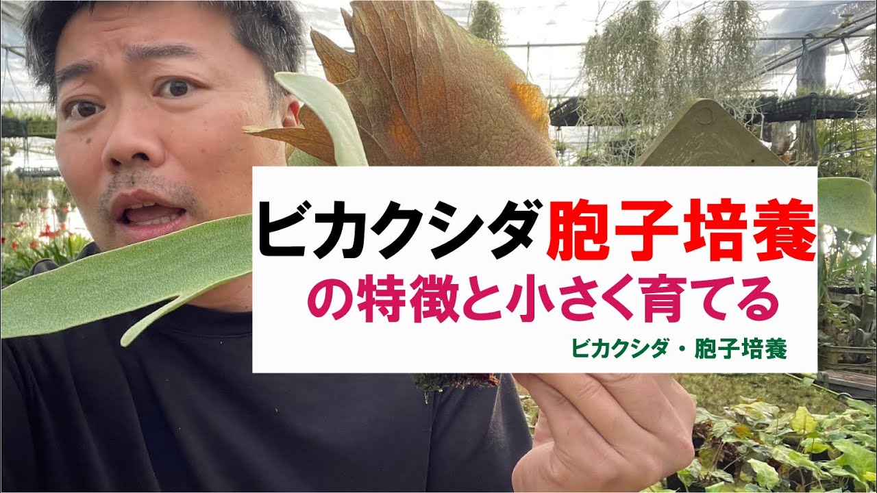 ビカクシダ胞子培養の特徴と小さく育てるポイントを解説
