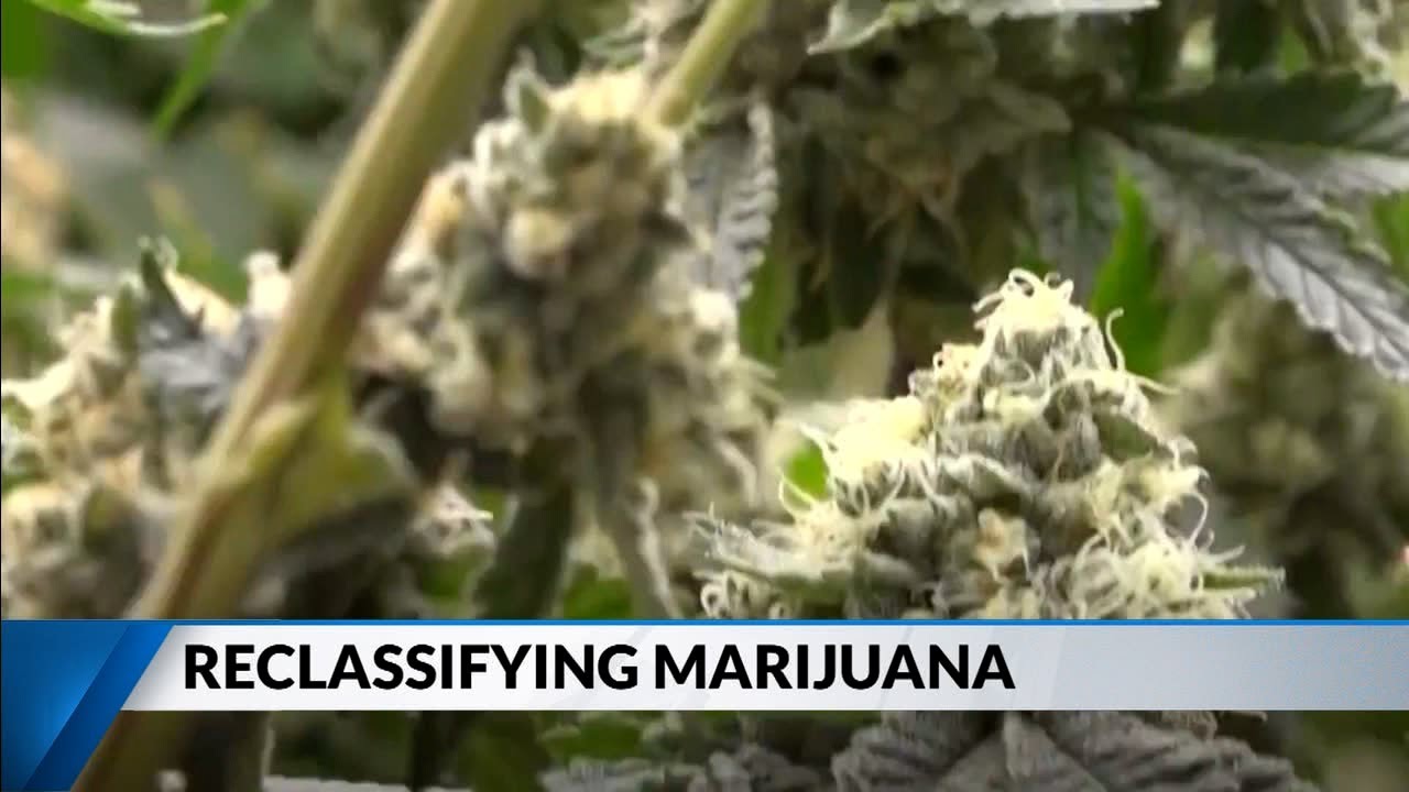 Legal Analyst: How does reclassification of marijuana impact criminal enforcement?