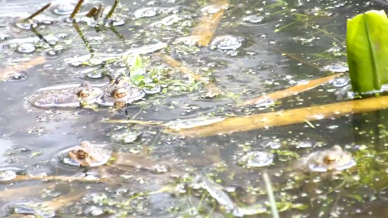 Common Toads Spawning