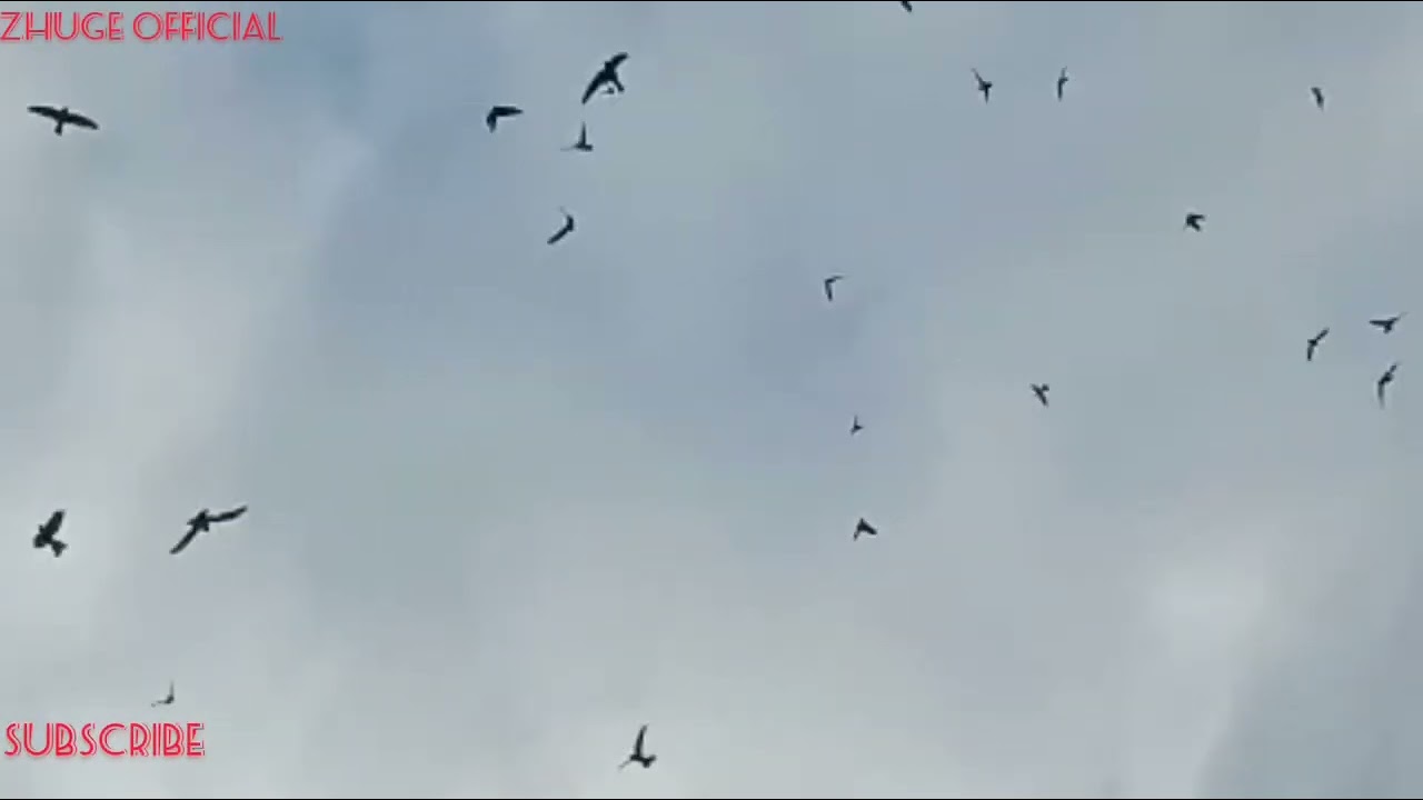 Cara Mengatur Suara Panggil, Tarik dan Inap yang Disukai Burung Walet🐦