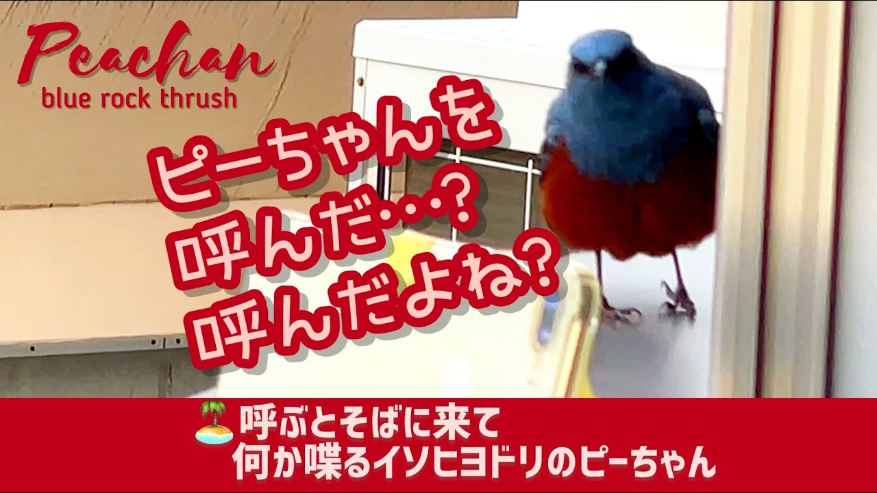 手招きをして呼ぶとそばに来て喋るイソヒヨドリのピーちゃん♡妻のピー子も個性的♡