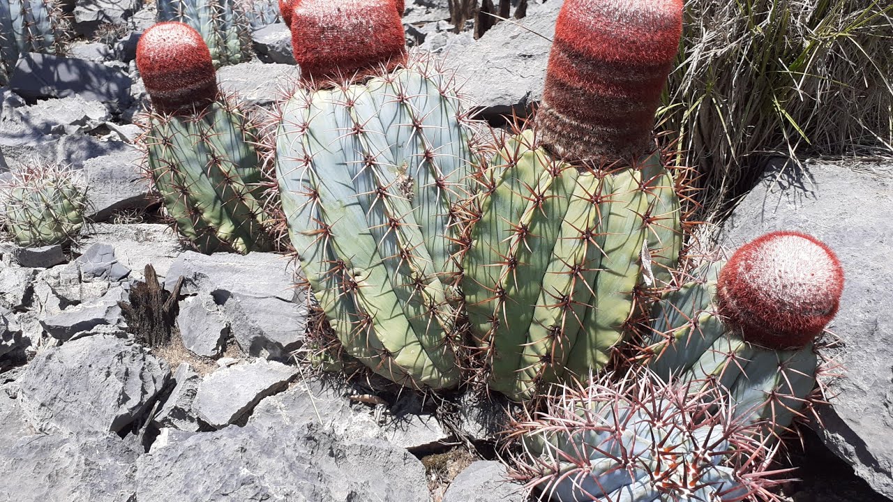 #CACTOS EM HABITAT NATURAL🌵🌵🌵#