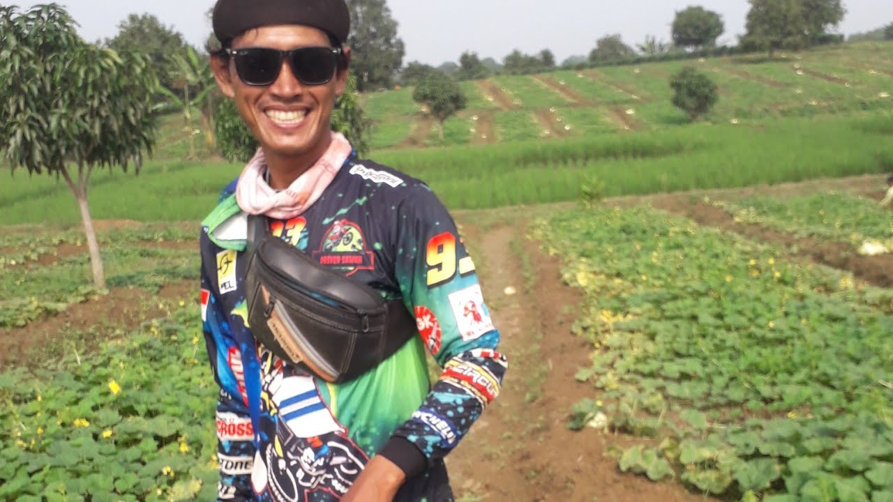 Petani timun kolek ini sekali petik satu mobil hasilnya bener-bener hasil yang melimpah#viralvideo