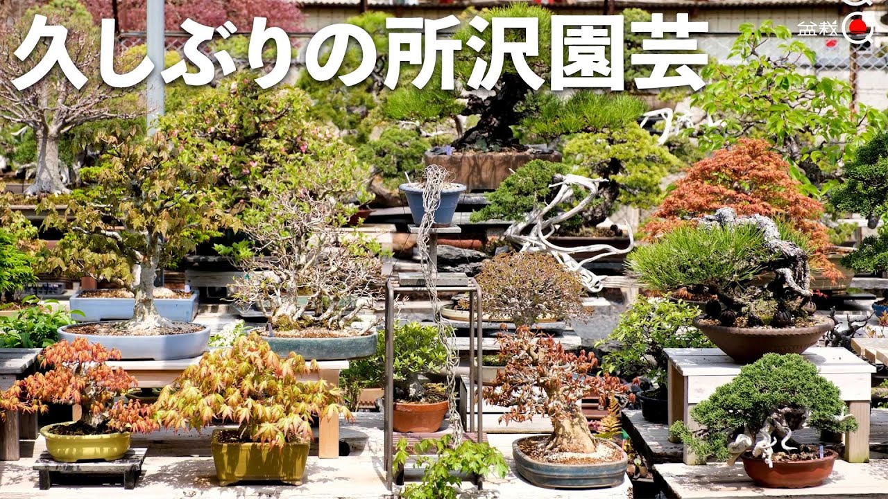 都内から通えるお勧めの盆栽園！2年ぶりに所沢園芸へ行ってきました。【盆栽Q】