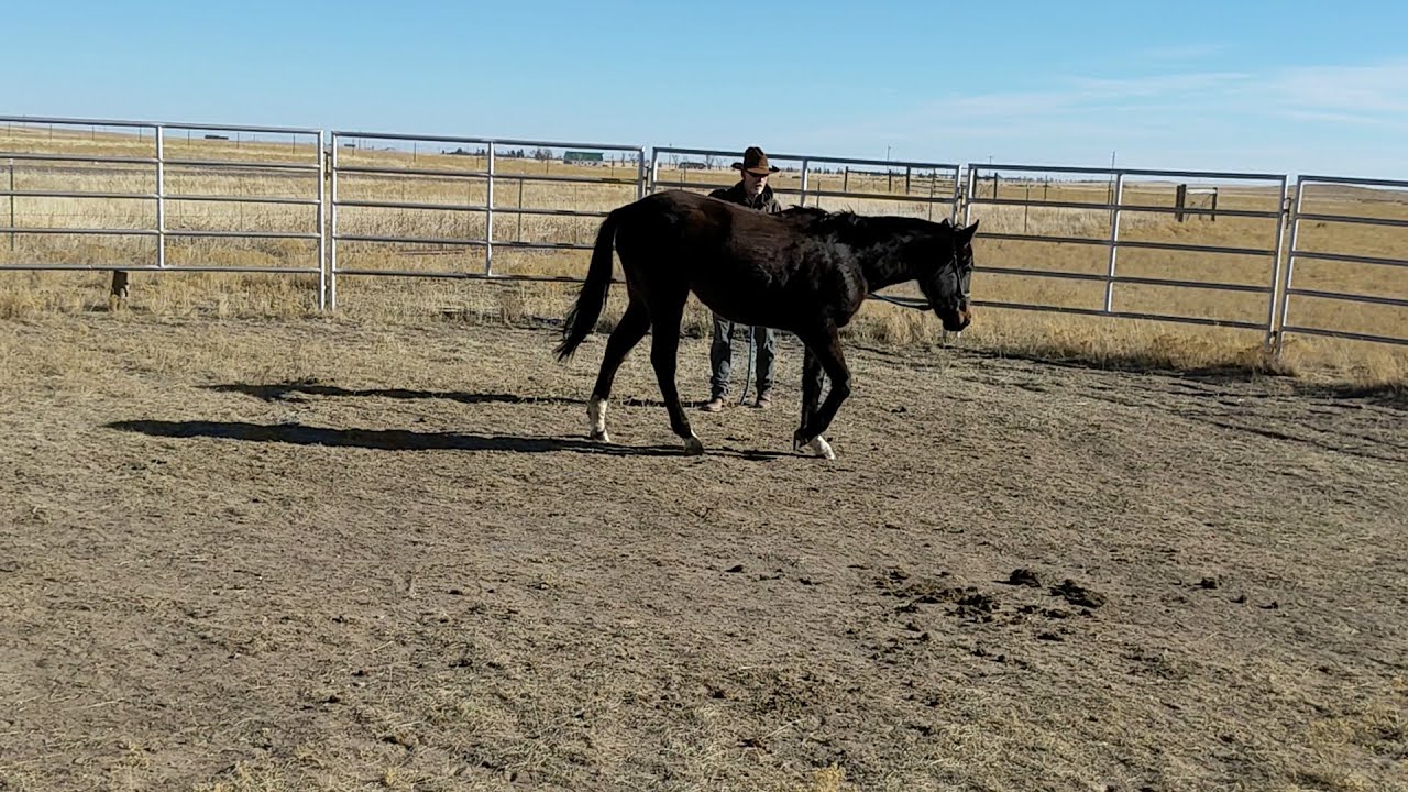 The Art of Horsemanship
