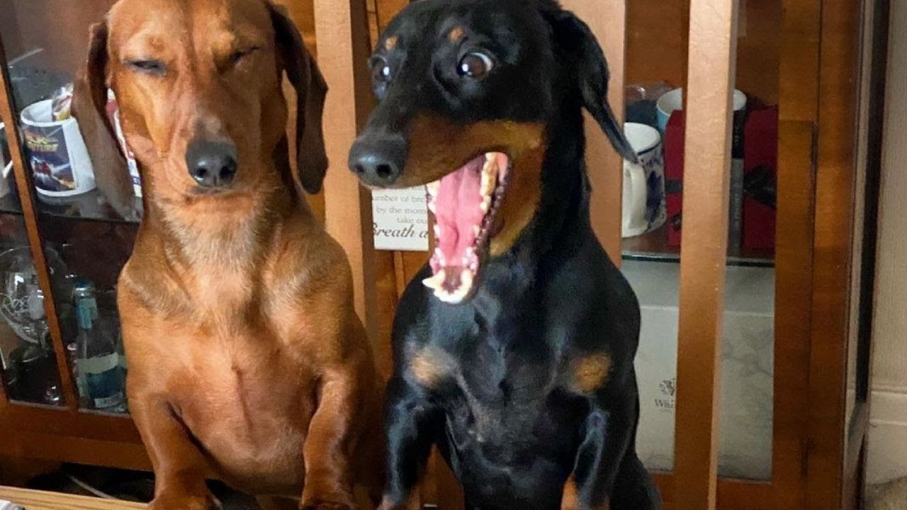 Miniature Dachshund Funny moment Videos compilation | Funniest Mini Dachshund Dogs Videos