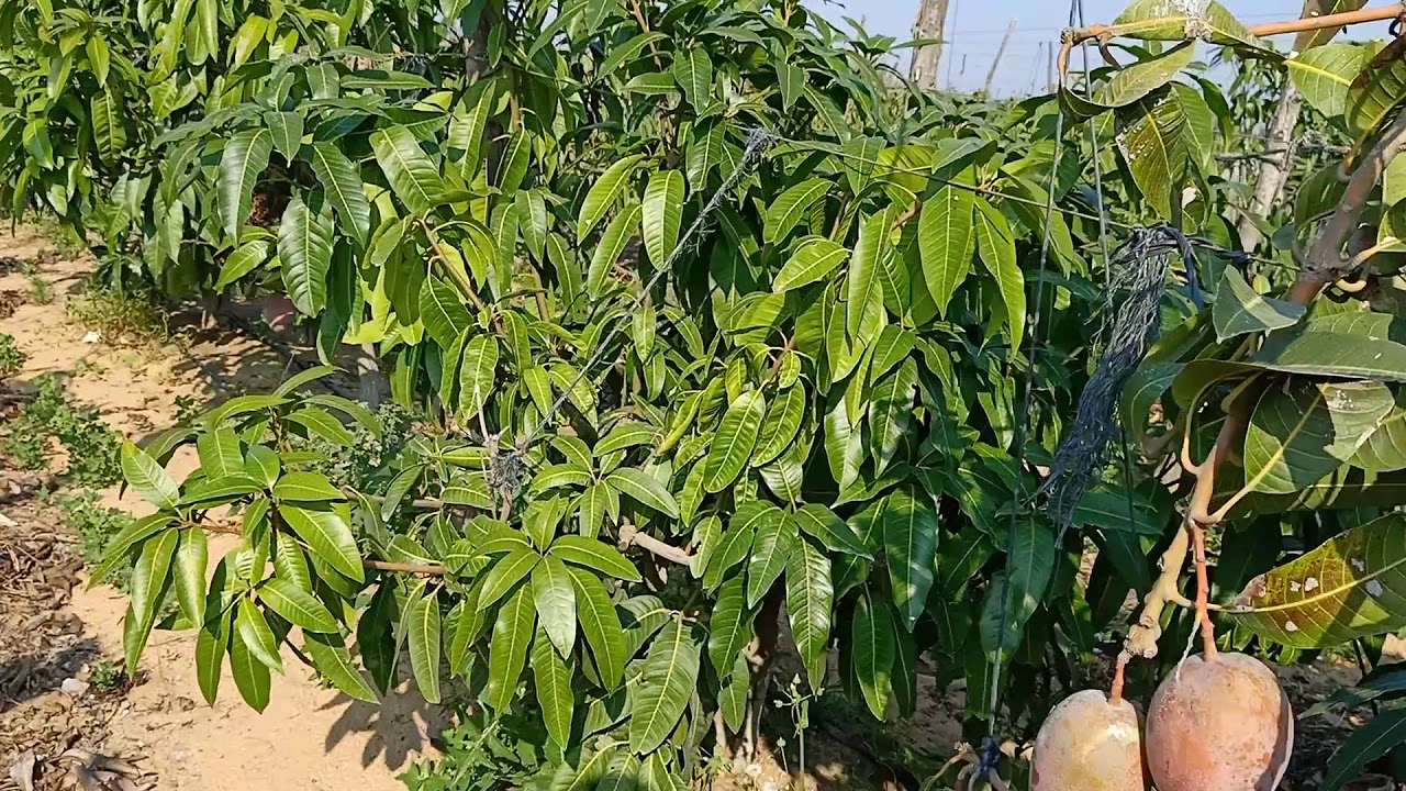 الخدمة العضوية