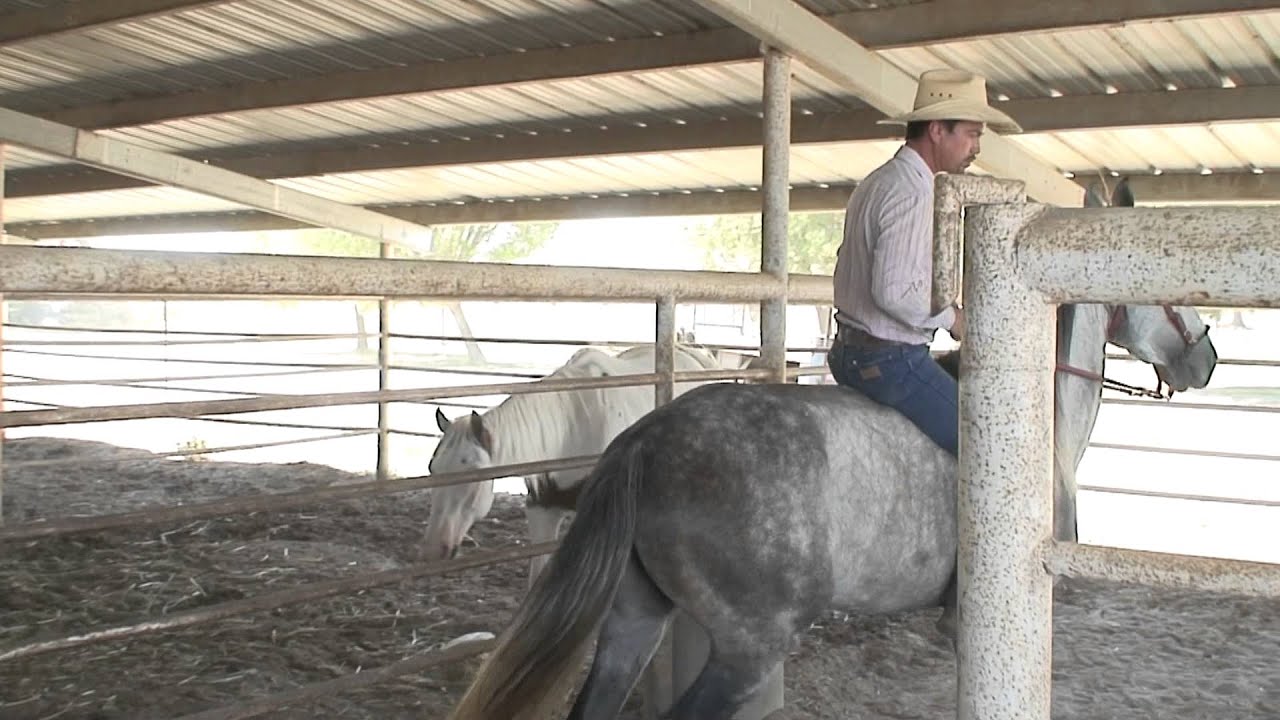 Horse Trainer Saldivar, PaulCalifornia 2012 Cabalero de Mexico 4   916-257-1825
