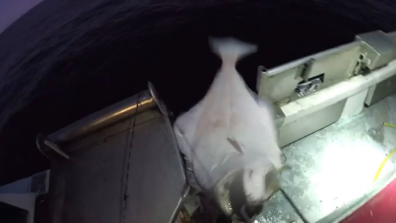 Saithe and halibut fishing in norway. Longline and DNG jigging machine.  Skjervøy.
