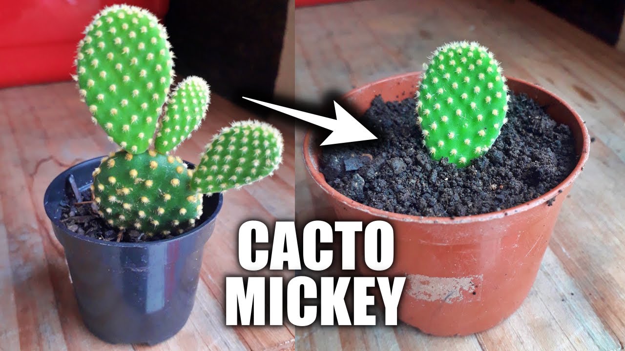 COMO FAZER MUDA DE CACTO ORELHA DE MICKEY