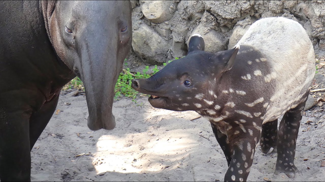 Baby Tapir Loves Her Mama
