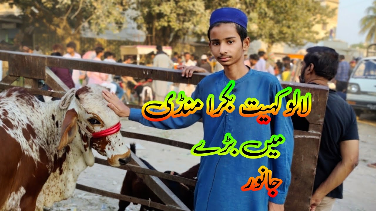 Lalukheat bakra mandi #lalukhetbakramandi #mandiupdate #cattlescenekarachi #sakmandiupdte