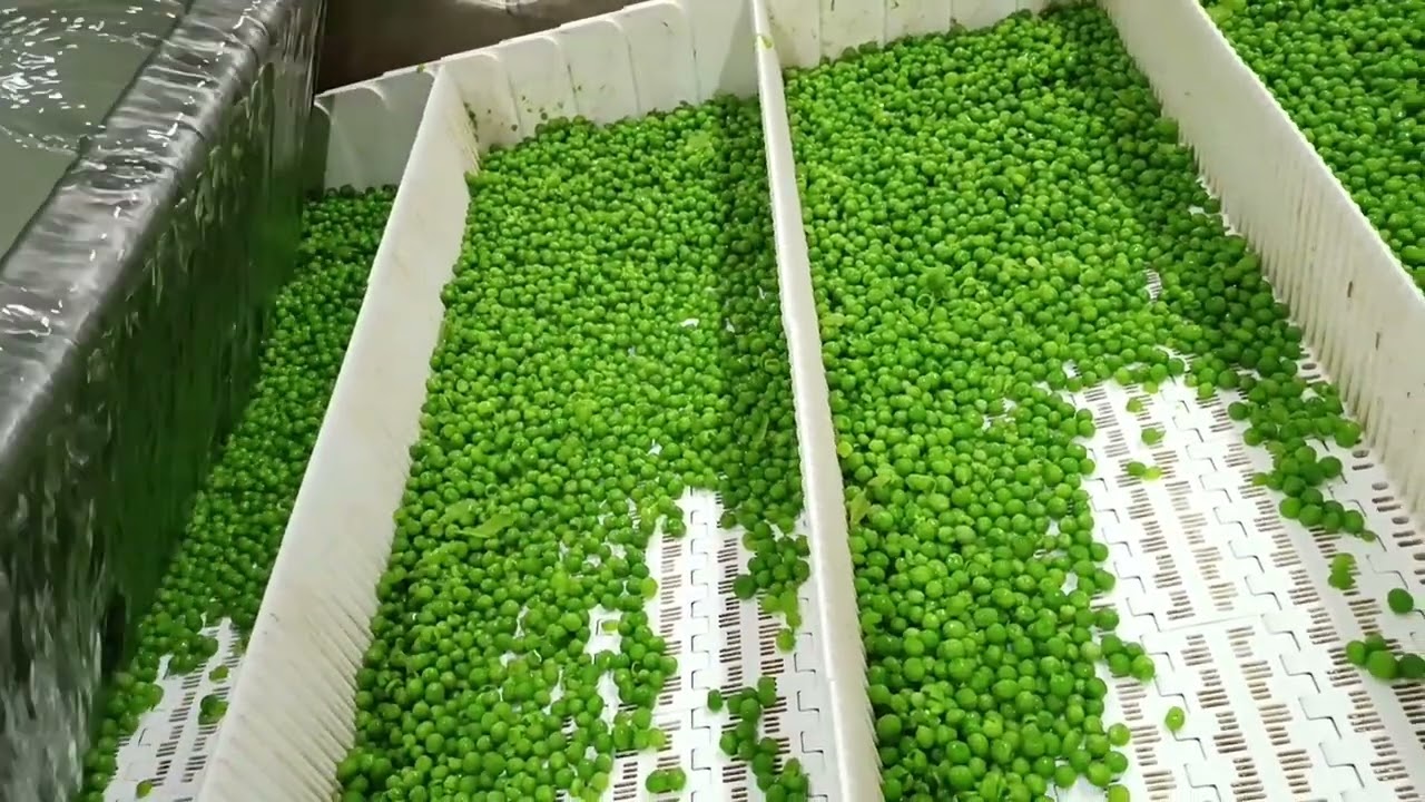How to process green peas with IQF technology.