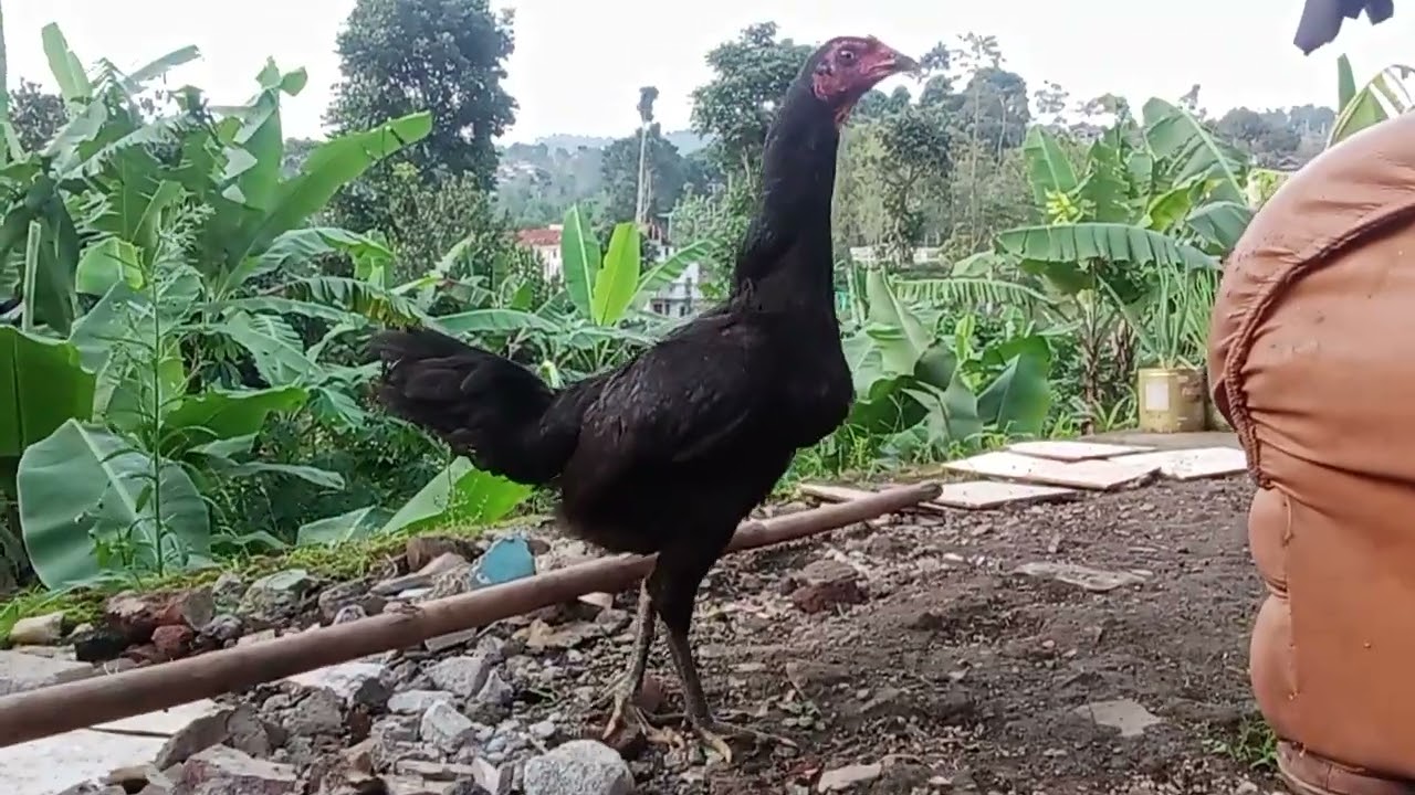 LIFE IN THE VILLAGES OF BANDUNG REGENCY, WEST JAVA, INDONESIA