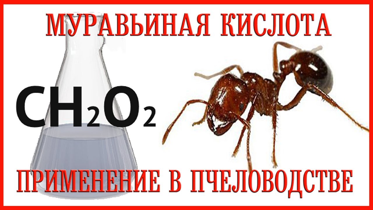 Муравьиная кислота — применение в пчеловодстве. | Formic acid - application in beekeeping.