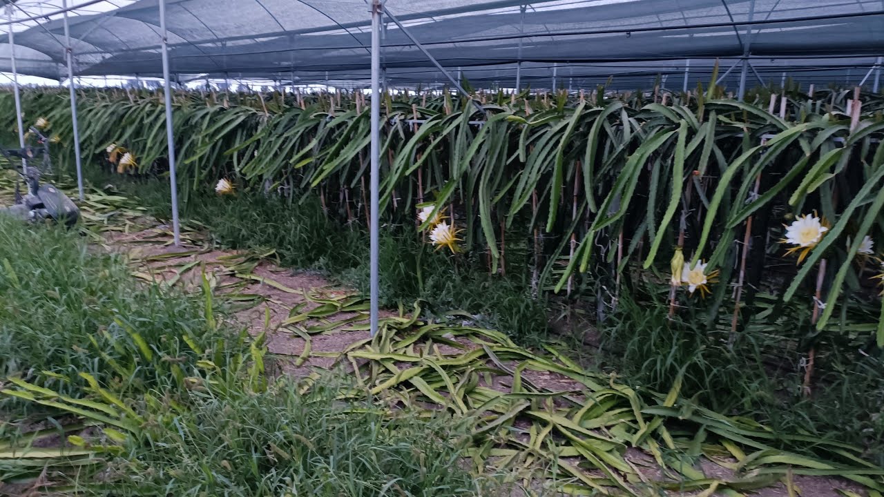 Alfa Pitaya - Ejder Meyvesi Çiçeği Elle Tozlama ( Dragon Fruit Hand Polination)