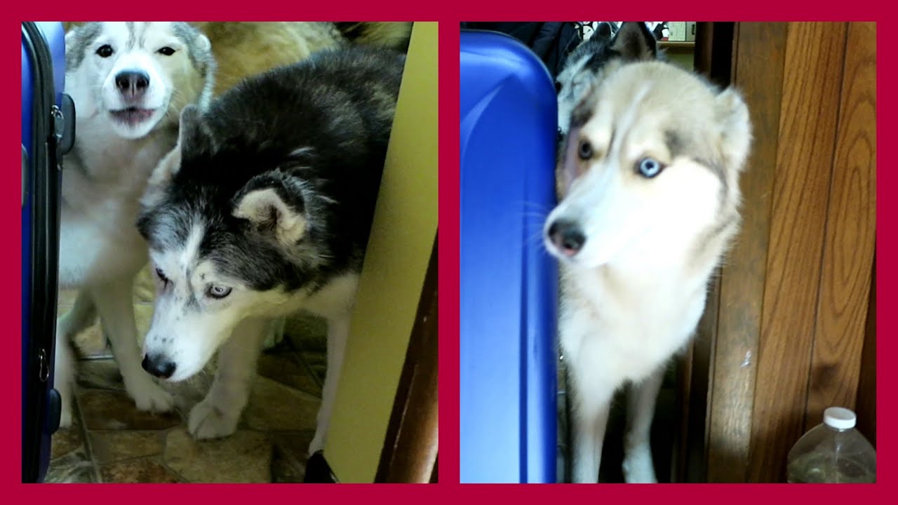 DID THE DOGS MISS US