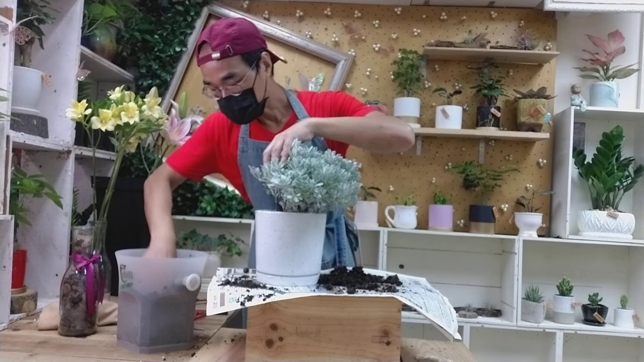 和林花店 - 盆栽 : 芙蓉 - WhatsApp : 92327195