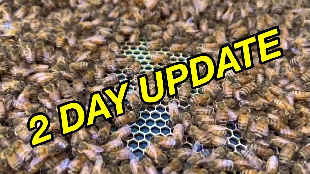 7 Frame APIMAYE | PREMIER Foundation | HIVE ALIVE | 1st 2 days | How are the BEES?