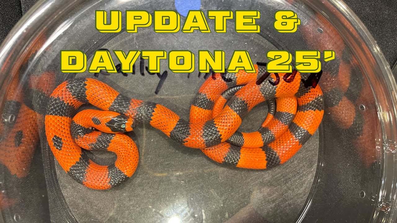 Daytona 2025