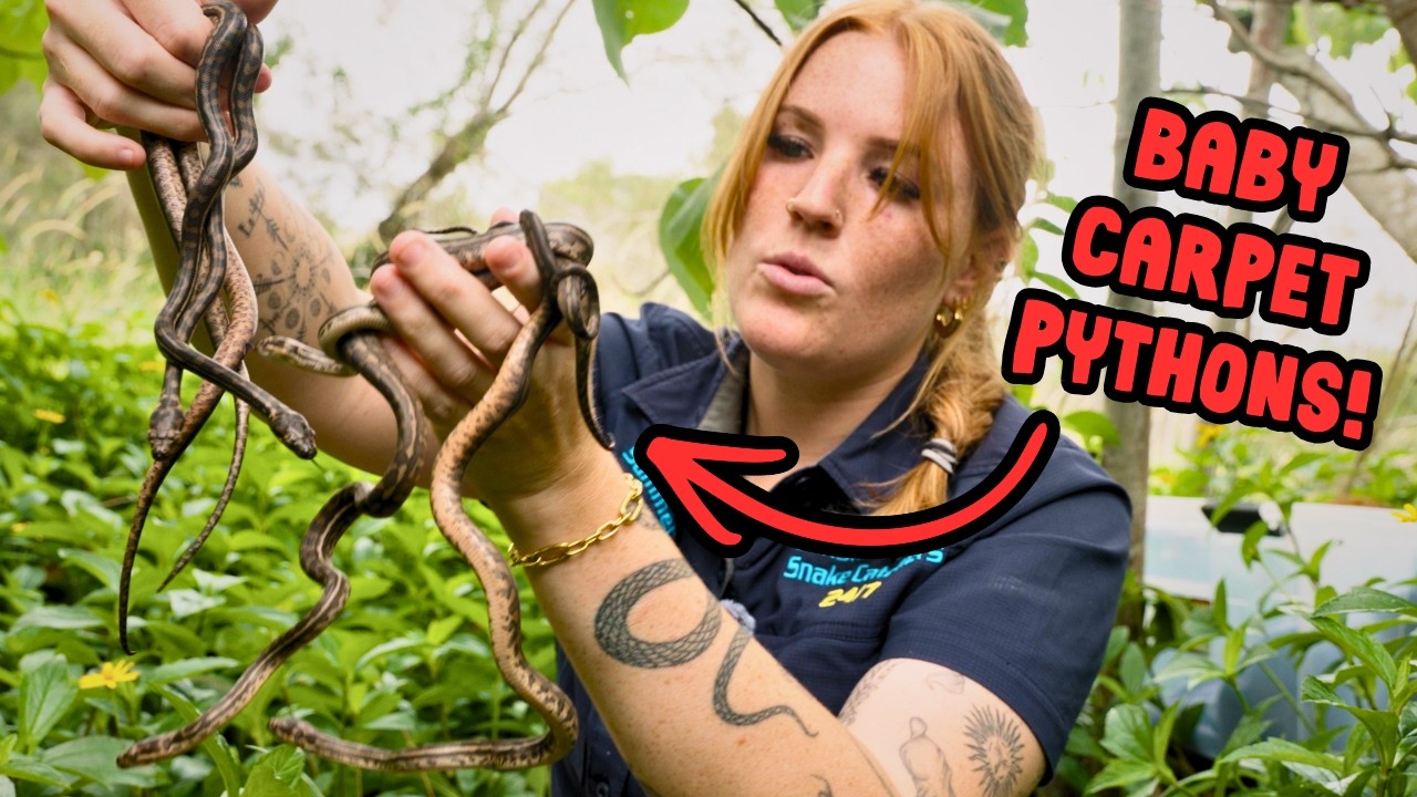 THIS IS WHY Less Than 25% Of Snakes Survive To Adulthood?