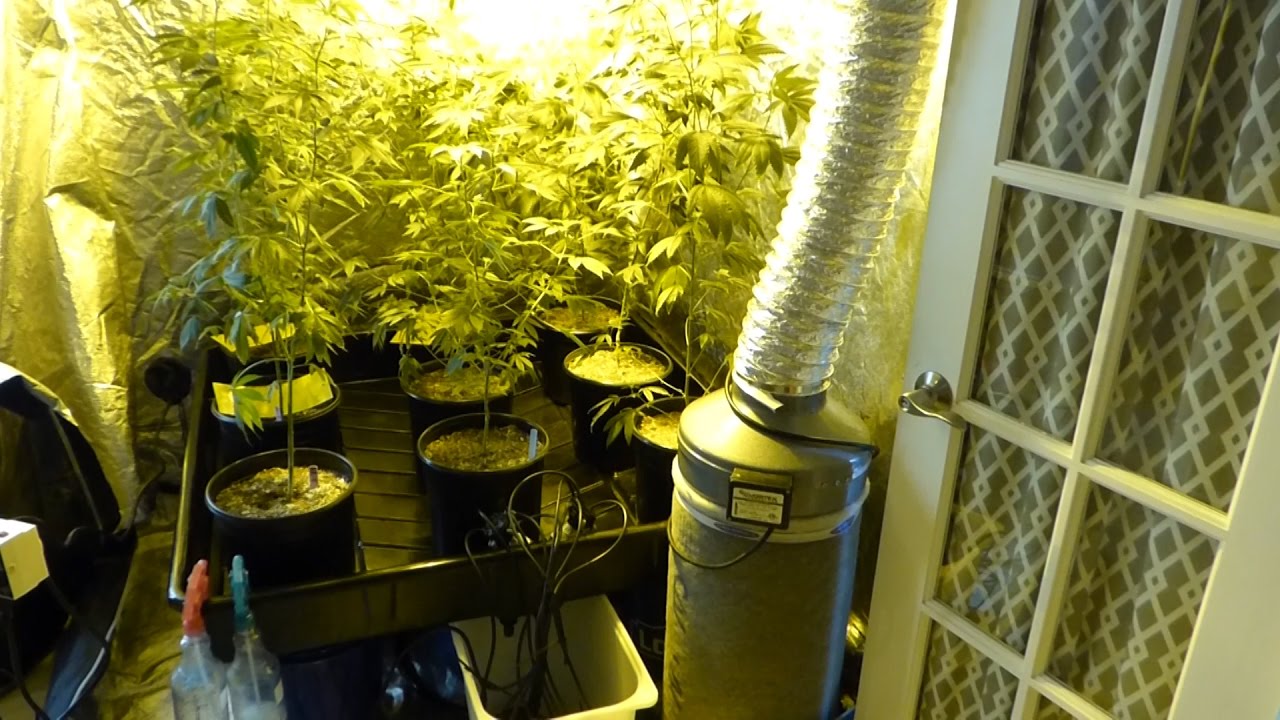 ep1 Common Man Grow COCO SOG