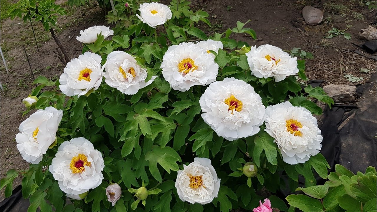 Tree Peony - Xiang Yu 2021