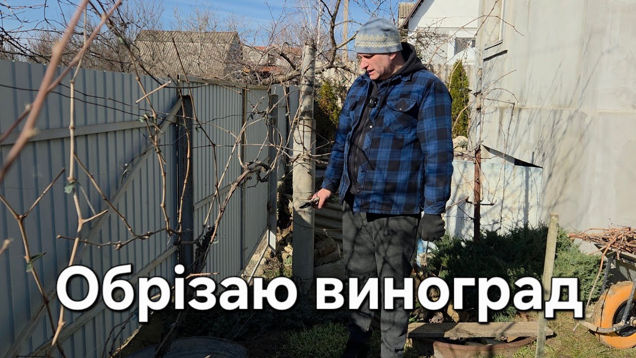 Лютий - це час для обрізання винограду.